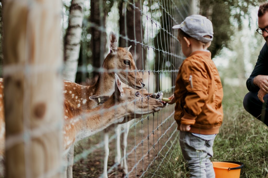 Geschenkideen für Kinder: Ausflüge in den Tierpark