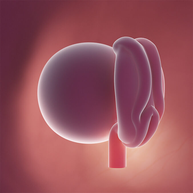 Babyentwicklung in der 4. SSW