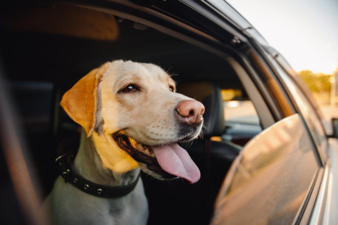 Hund im Auto