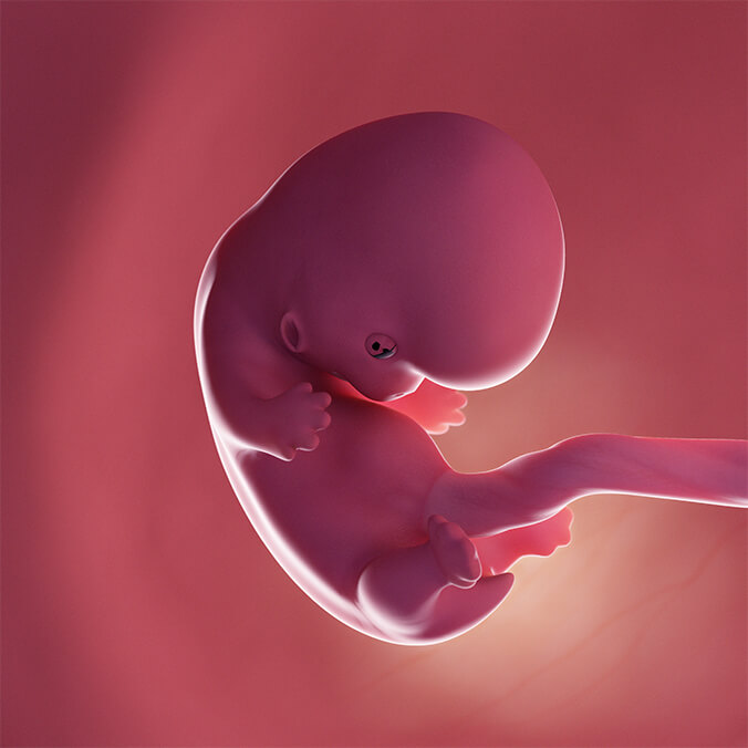 Embryo 8. SSW