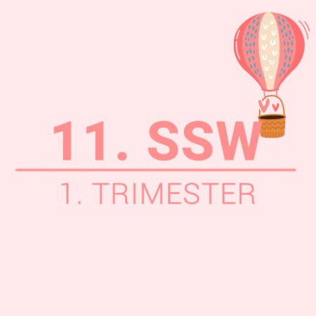 Die 11. Schwangerschaftswoche (11. SSW)