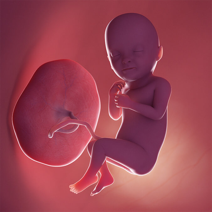 Baby im Bauch in der 33. SSW