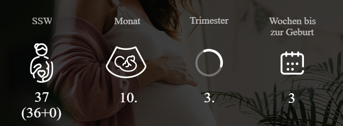 37. SSW Überblick über Woche und Monat