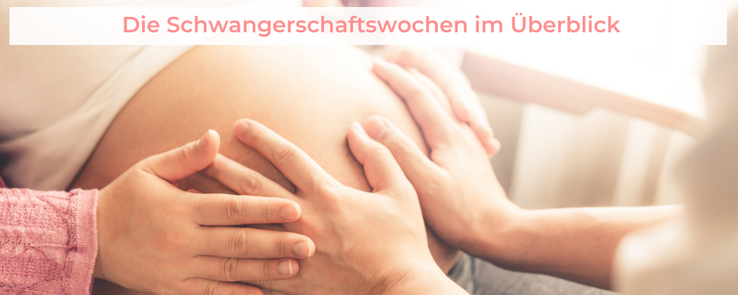 Banner: Die Schwangerschaftswochen (SSW) im Überblick