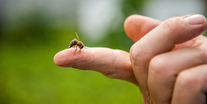 Biene sticht in einen Finger 