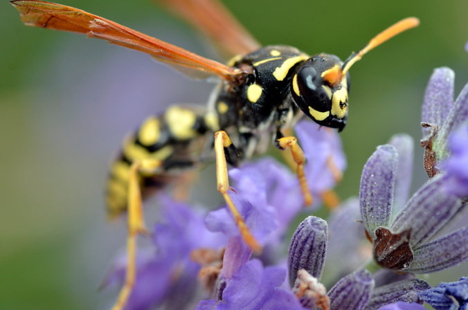 Wespe auf einem Lavendel