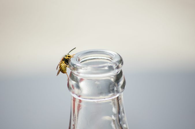 Biene an der Öffnung einer Flasche 
