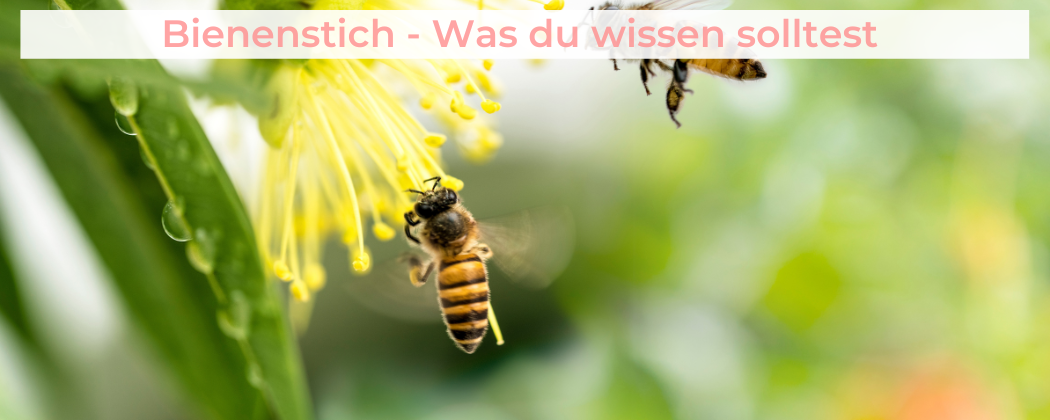 Banner: Bienenstich – Was du unbedingt wissen solltest
